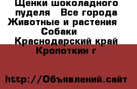 Щенки шоколадного пуделя - Все города Животные и растения » Собаки   . Краснодарский край,Кропоткин г.